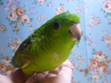 サザナミインコ ノーマル サザナミインコ