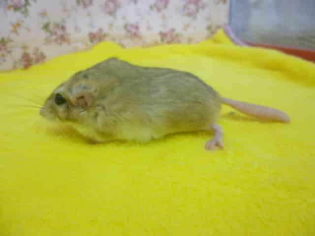 マカロニマウス（ファットテールジャービル、オブトアレチネズミ）