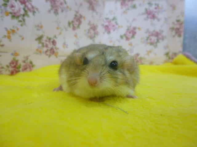 マカロニマウス（ファットテールジャービル、オブトアレチネズミ）