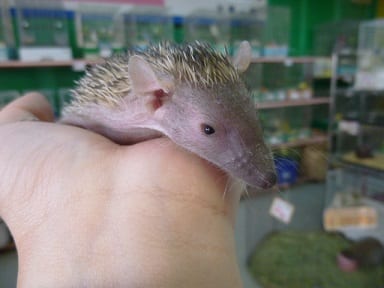 ヒメハリテンレック