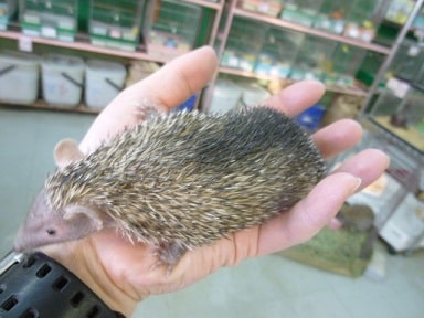 ヒメハリテンレック