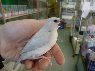 シルバー文鳥