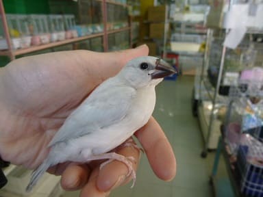 シルバー文鳥