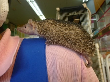 ヒメハリテンレック