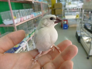 シルバー文鳥