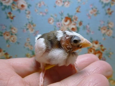 十姉妹（ジュウシマツ）