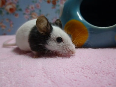 パンダマウス