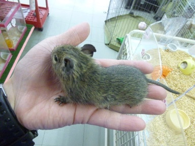 デグー