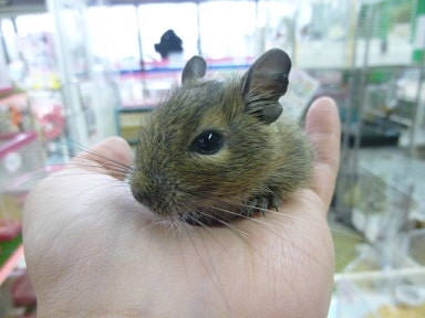 デグー