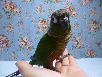 ホオミドリウロコインコ