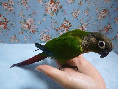 手乗りウロコインコ ホオミドリウロコインコ ノーマル ホオミドリウロコインコ
