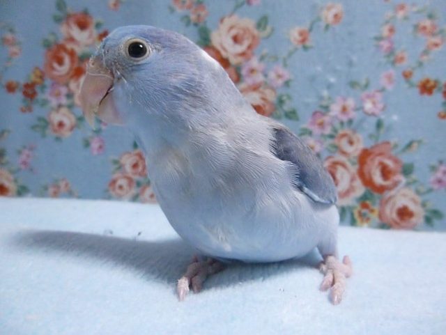 マメルリハ