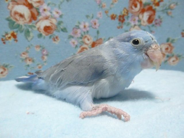 マメルリハ