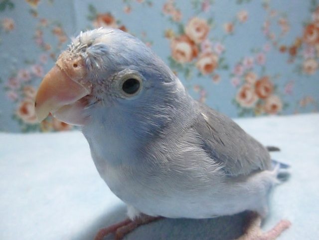 手乗りマメルリハ ブルー 男の子 ヒナ餌卒業済み 1月9日 マメルリハ
