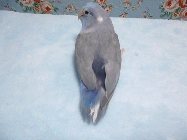 手乗りマメルリハ ブルー 男の子 ヒナ餌卒業済み 1月9日 マメルリハ