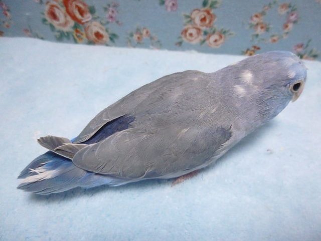 マメルリハ