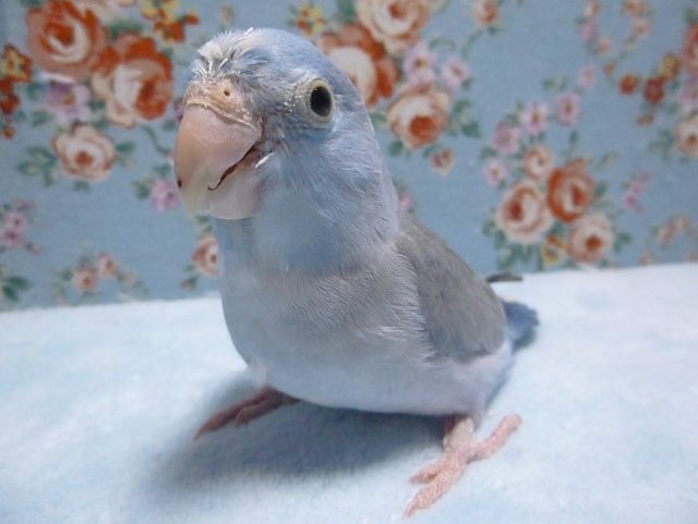 手乗りマメルリハ ブルー 男の子 ヒナ餌卒業済み 1月9日 マメルリハ