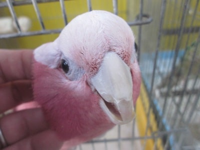 モモイロインコのももちゃん モモイロインコ