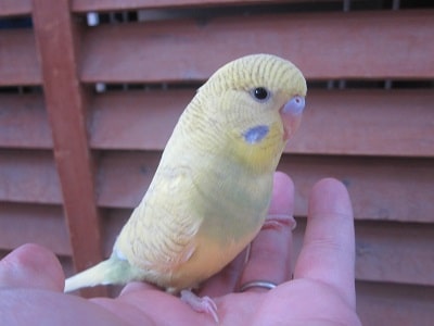 ジャンボセキセイインコ