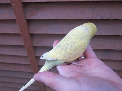 ジャンボセキセイインコ
