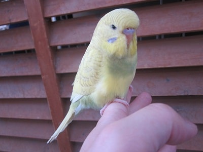 ジャンボセキセイインコ