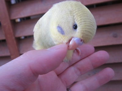 4月産まれのジャンボセキセイインコ ジャンボセキセイインコ