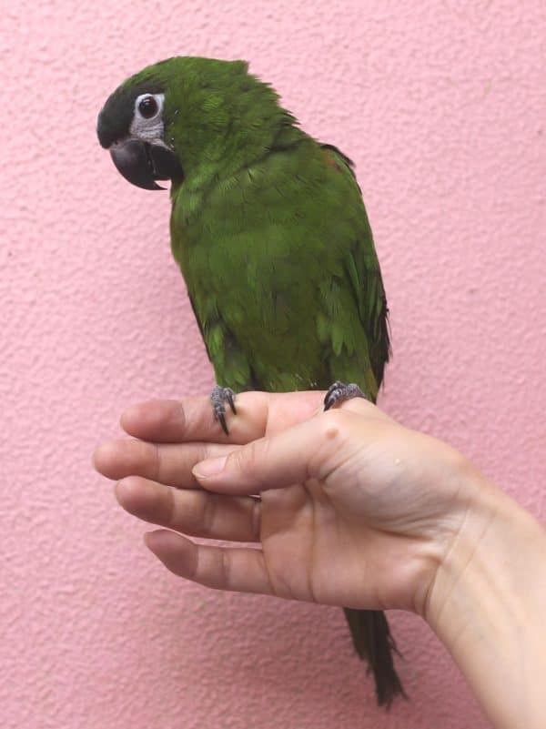 甘えん坊のコミドリコンゴウインコ コミドリコンゴウインコ