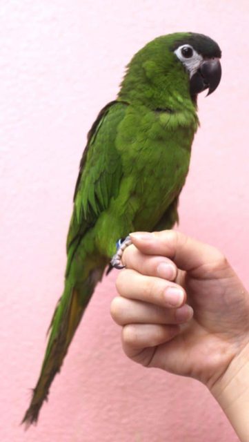 甘えん坊のコミドリコンゴウインコ コミドリコンゴウインコ