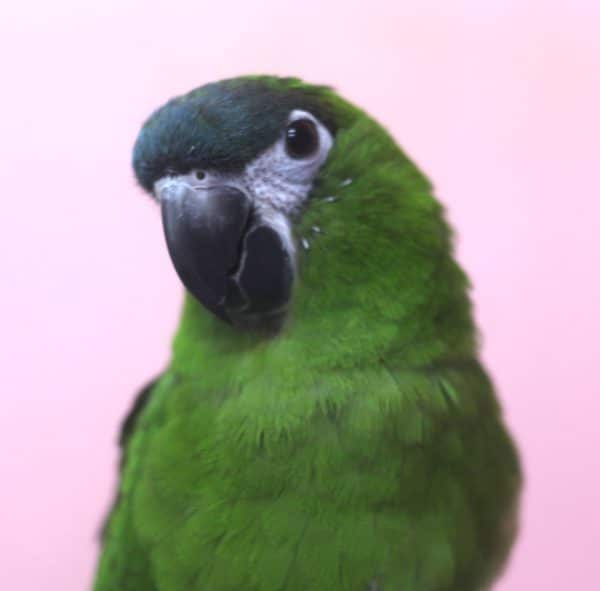 甘えん坊のコミドリコンゴウインコ コミドリコンゴウインコ