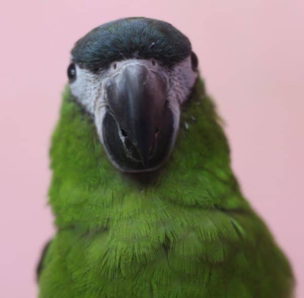 甘えん坊のコミドリコンゴウインコ コミドリコンゴウインコ
