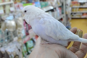 ジャンボセキセイインコ(バイオレットスパングル)綺麗な子です! ジャンボセキセイインコ