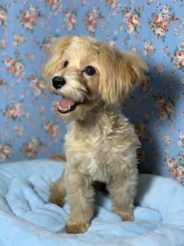 MIX犬のマルプー甘えん坊さんです! マルプー