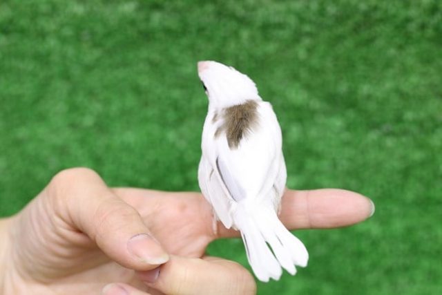 今人気の 十姉妹 雛 入舎しました。 十姉妹(ジュウシマツ)
