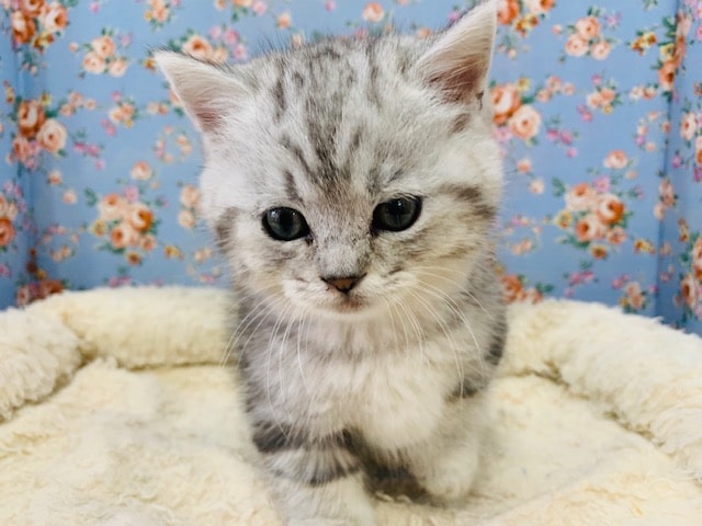 マンチカン