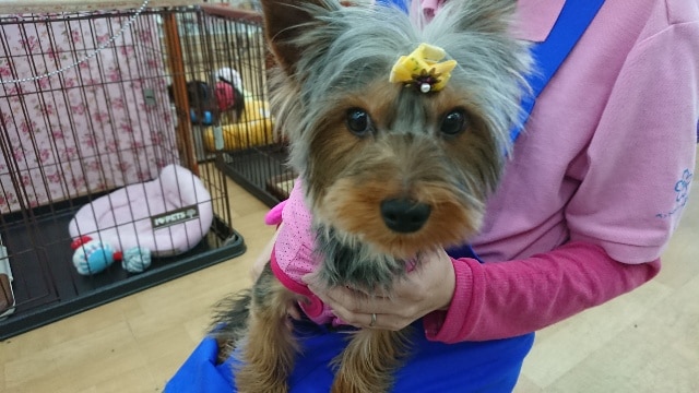 ヨークシャテリア