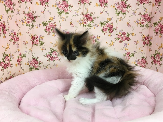 メインクーン
