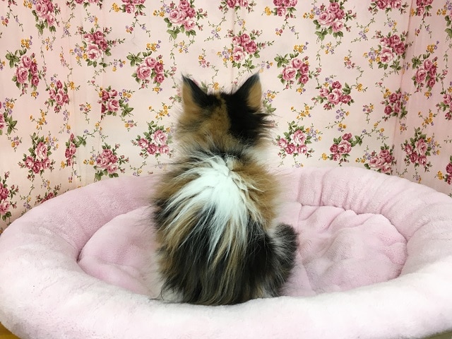 メインクーン