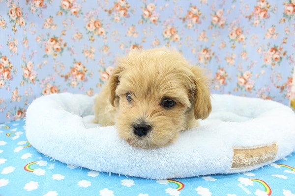 みんな大好き!人気MIX犬!マルプー・男の子! マルプー
