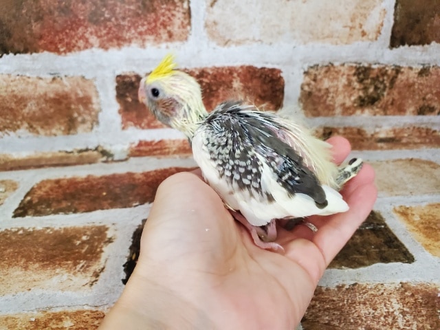 まゆげ!?なパールオカメ! オカメインコ