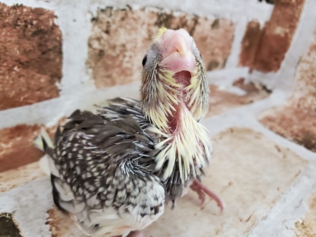 オカメインコ