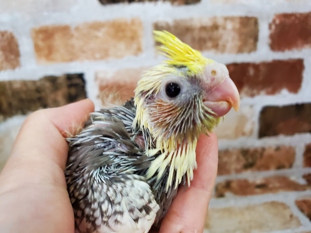 まゆげ!?なパールオカメ! オカメインコ