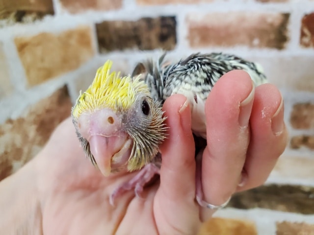 オカメインコ