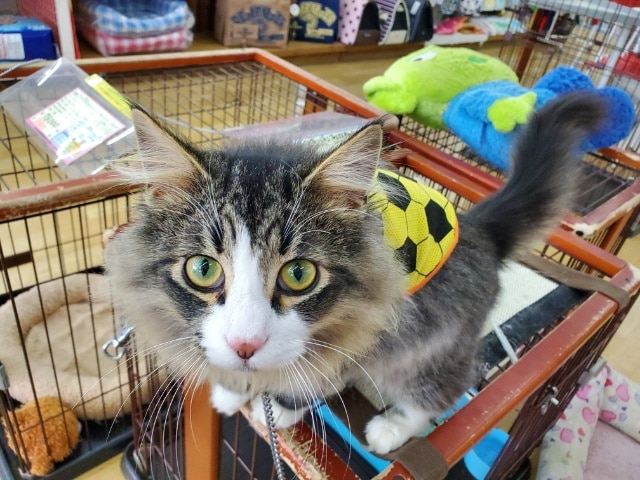 ノルウェージャンフォレストキャット