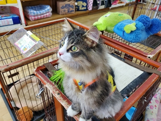 ノルウェージャンフォレストキャット