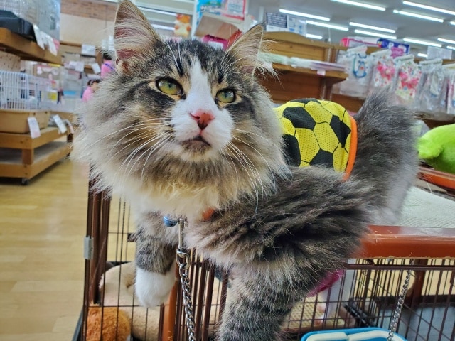 甘ったれ~なノルウェージャン♪ ノルウェージャンフォレストキャット