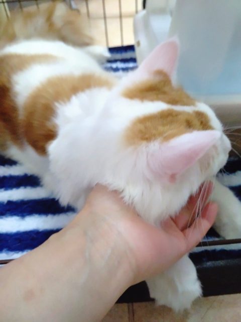 ノルウェージャンフォレストキャット