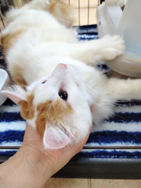 大きなにゃんこ!ノルウェージャン ノルウェージャンフォレストキャット