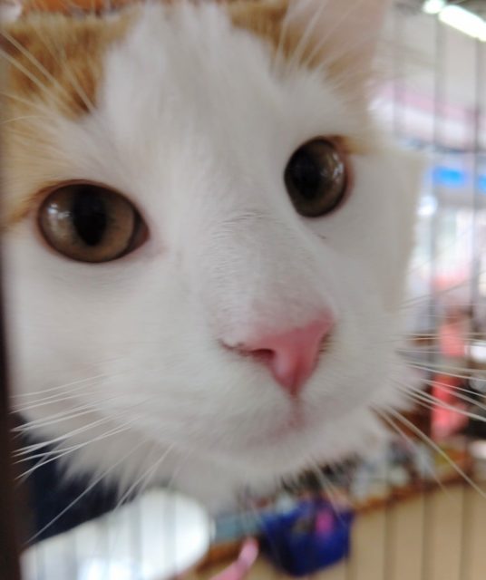 ノルウェージャンフォレストキャット