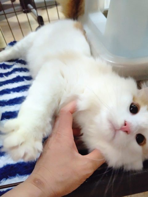 ノルウェージャンフォレストキャット