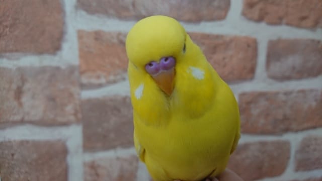 ジャンボセキセイインコ